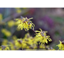 HAMAMELIS x intermedia 'Pallida' - Hiver