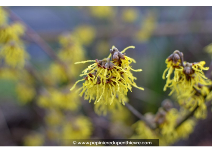 HAMAMELIS x intermedia 'Pallida' - Hiver