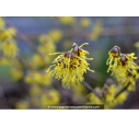 HAMAMELIS x intermedia 'Pallida' - Hiver