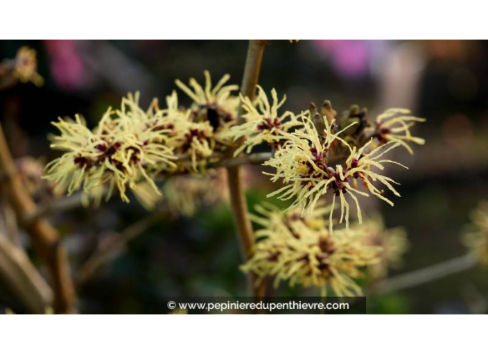 HAMAMELIS x intermedia 'Pallida' - Hiver