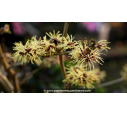 HAMAMELIS x intermedia 'Pallida' - Hiver