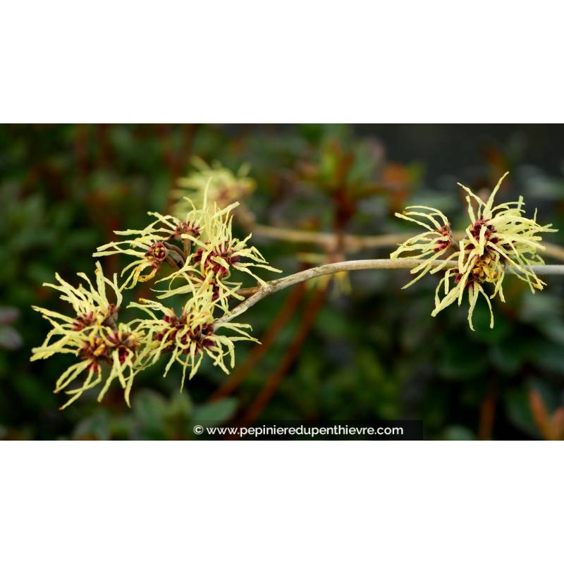 HAMAMELIS x intermedia 'Pallida' - Hiver
