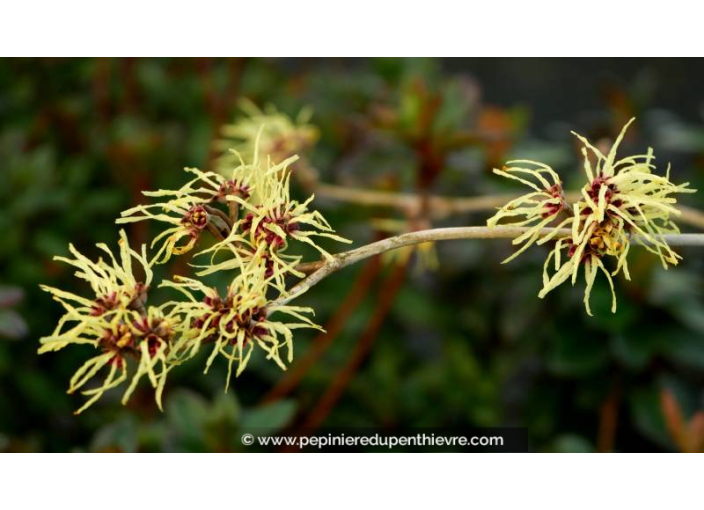 HAMAMELIS x intermedia 'Pallida' - Hiver