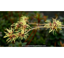 HAMAMELIS x intermedia 'Pallida' - Hiver
