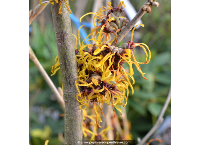 HAMAMELIS intermedia 'Arnold Promise'