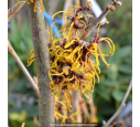 HAMAMELIS intermedia 'Arnold Promise'