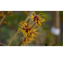HAMAMELIS intermedia 'Arnold Promise'