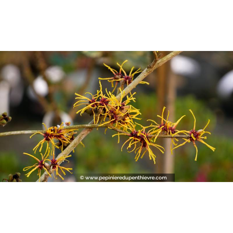 HAMAMELIS intermedia 'Arnold Promise'