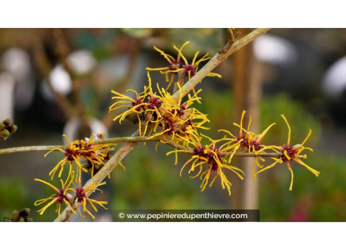 HAMAMELIS intermedia 'Arnold Promise'