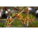 HAMAMELIS intermedia 'Arnold Promise'