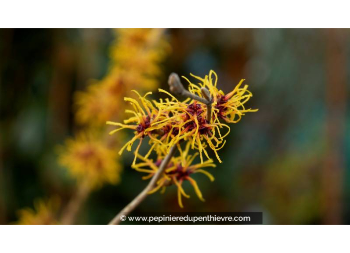 HAMAMELIS intermedia 'Arnold Promise'