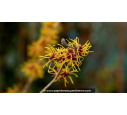 HAMAMELIS intermedia 'Arnold Promise'
