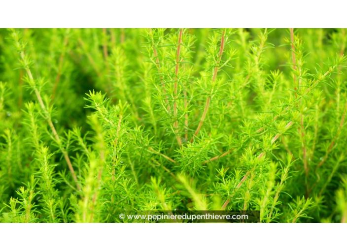 ERICA arborea 'Pink Joy'