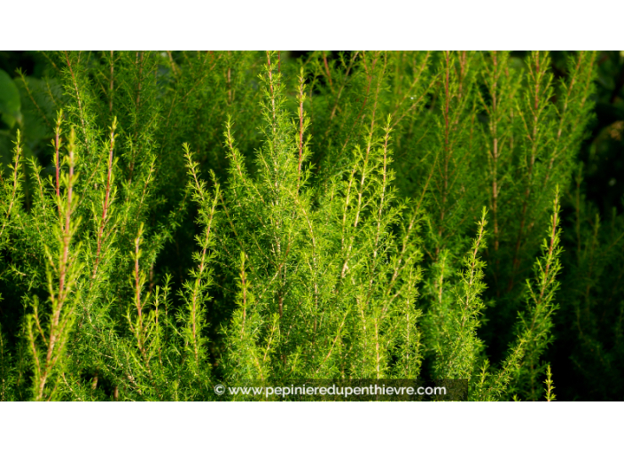 ERICA arborea 'Pink Joy'