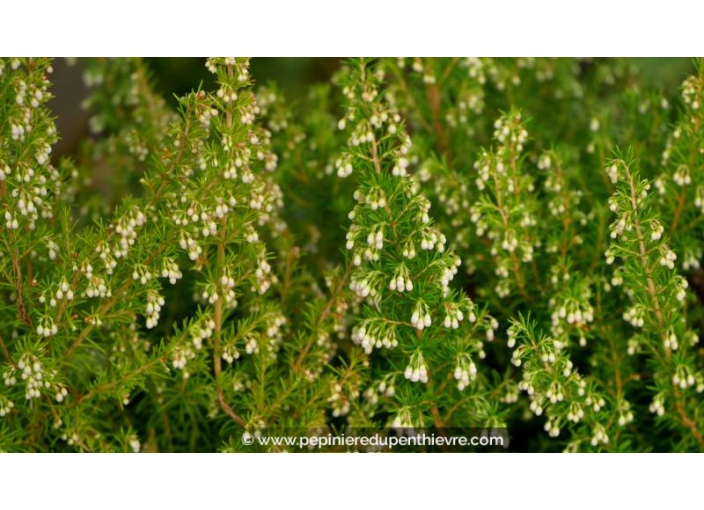 ERICA arborea 'Pink Joy'
