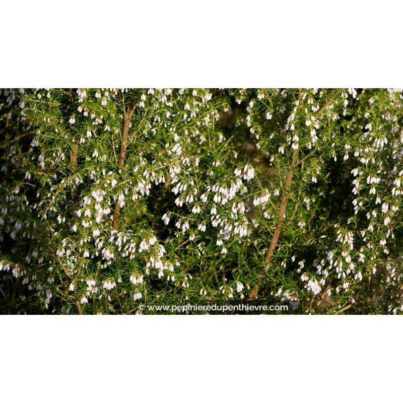 ERICA arborea 'Pink Joy'