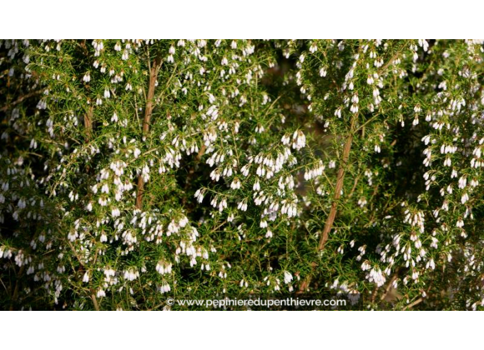 ERICA arborea 'Pink Joy'