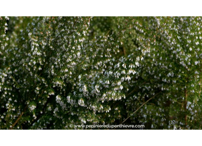 ERICA arborea 'Pink Joy'