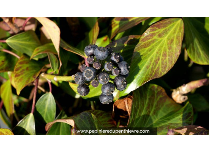 HEDERA colchica 'Arborescens' HEDERA colchica 'Arborescens'