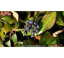 HEDERA colchica 'Arborescens' HEDERA colchica 'Arborescens'