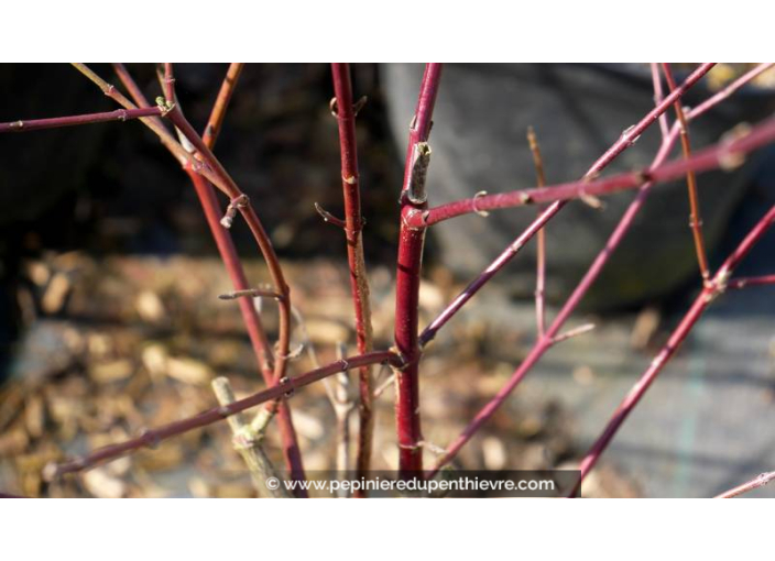 CORNUS sanguinea