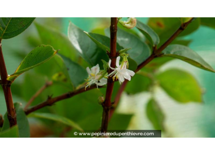 LONICERA fragrantissima - Hiver