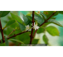 LONICERA fragrantissima - Hiver