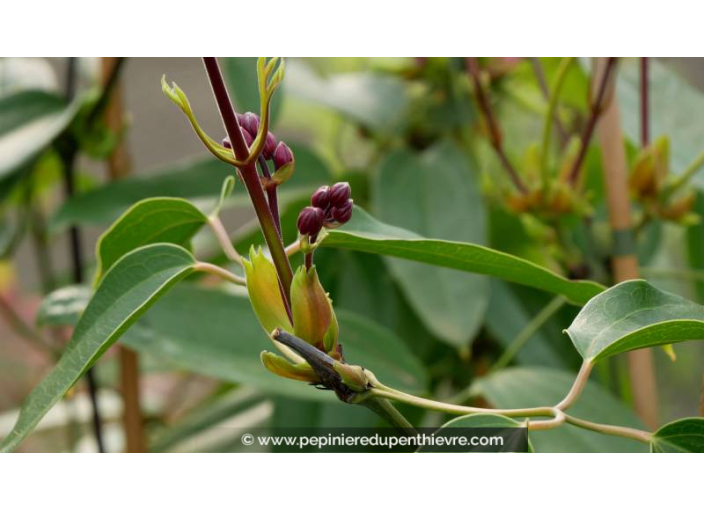 CLEMATIS armandii 'Apple Blossom'