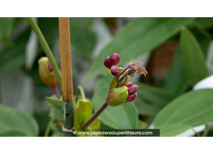 CLEMATIS armandii 'Apple Blossom'