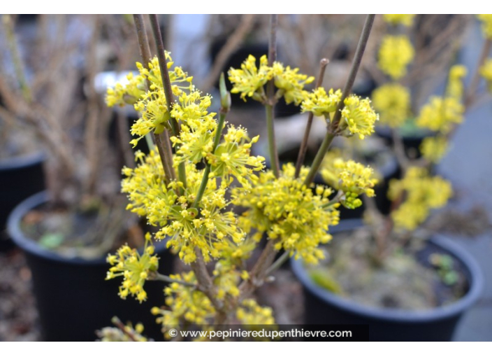 CORNUS officinalis