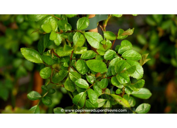 ROSIER grimpant ROSA banksiae 'Rosea'