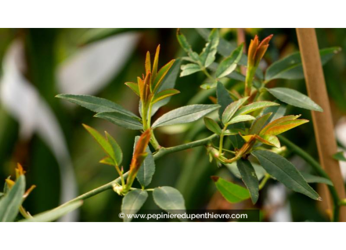 ROSIER grimpant ROSA banksiae 'Alba Plena'