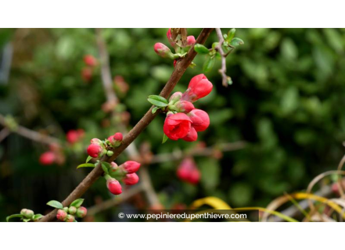CHAENOMELES speciosa 'Rubra Grandiflora'