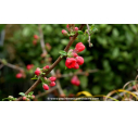 CHAENOMELES speciosa 'Rubra Grandiflora'