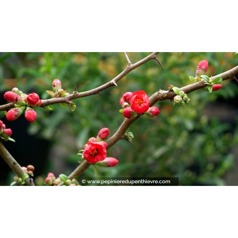 CHAENOMELES speciosa 'Rubra Grandiflora'