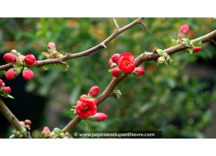 CHAENOMELES speciosa 'Rubra Grandiflora'