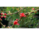 CHAENOMELES speciosa 'Rubra Grandiflora'
