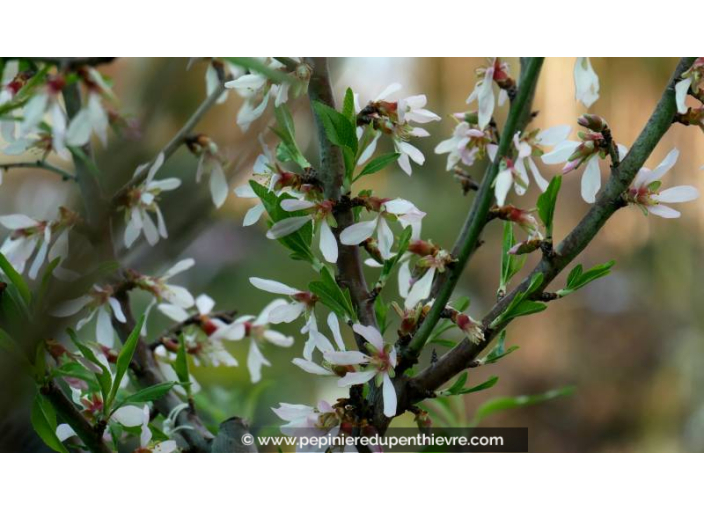 AMANDIER 'Princesse' AMANDIER 'Princesse'