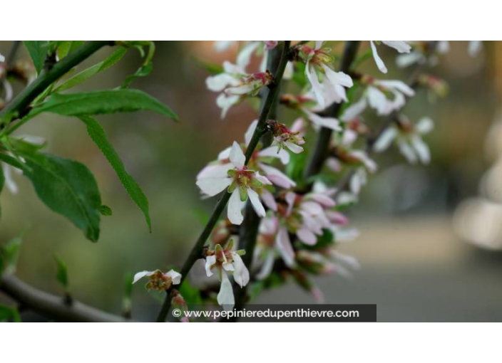 AMANDIER 'Princesse' AMANDIER 'Princesse'