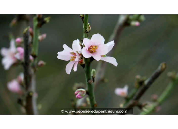 AMANDIER 'Princesse' AMANDIER 'Princesse'