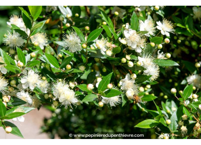 MYRTUS communis
