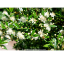 MYRTUS communis