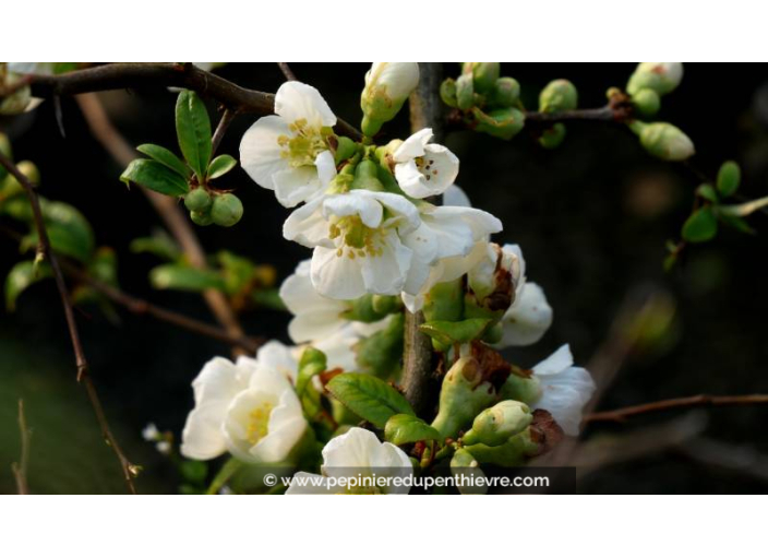 CHAENOMELES speciosa 'Nivalis' CHAENOMELES speciosa 'Nivalis'