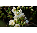 CHAENOMELES speciosa 'Nivalis' CHAENOMELES speciosa 'Nivalis'