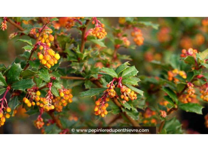 BERBERIS darwinii