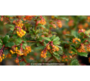 BERBERIS darwinii