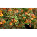 BERBERIS darwinii