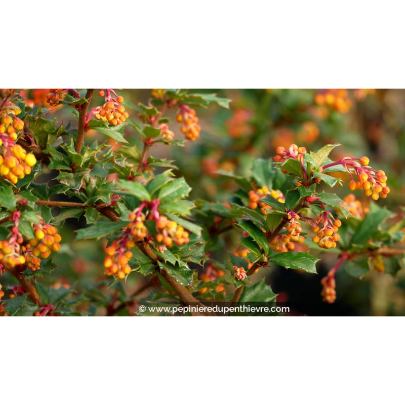 BERBERIS darwinii