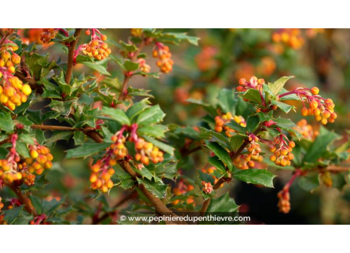 BERBERIS darwinii
