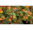 BERBERIS darwinii